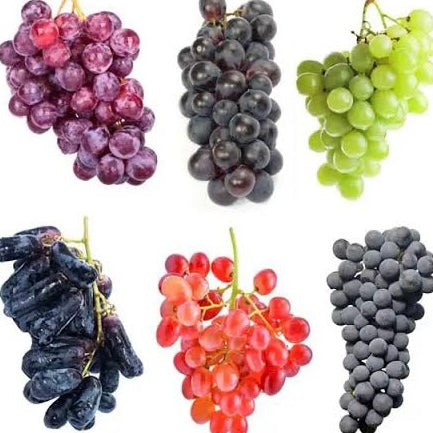 Wine 101: Types Of Wines & Grapes