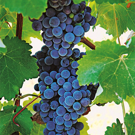 The Majestic World of Malbec